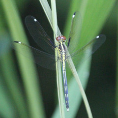 Hemistigma albipunctum
