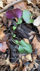 Packera obovata