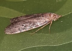 Heteromicta pachytera