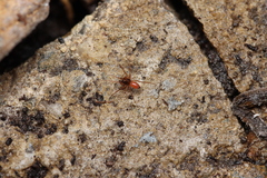 Ostearius melanopygius