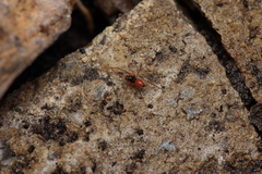 Ostearius melanopygius