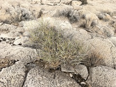 Ephedra nevadensis
