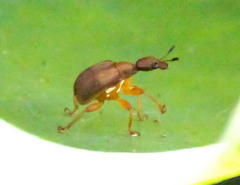 Parapoderus submarginatus