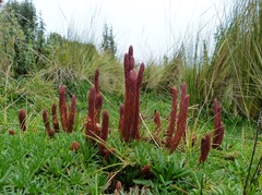 Phlegmariurus