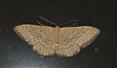 Idaea philocosma