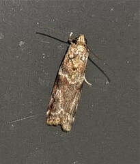 Ephestiopsis oenobarella