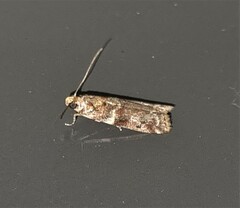 Ephestiopsis oenobarella