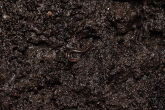 Brachyiulus