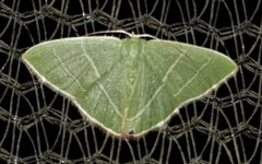 Urolitha bipunctifera