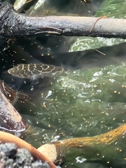 Sphoeroides testudineus