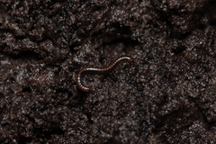 Brachyiulus