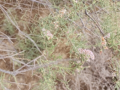 Tamarix aucheriana