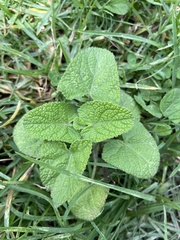 Lamiaceae