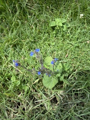 Lamiaceae