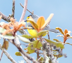 Myioborus melanocephalus