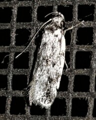 Barea eucapnodes