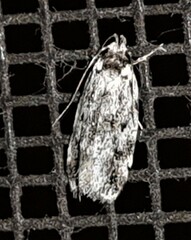 Barea eucapnodes