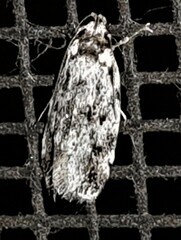 Barea eucapnodes