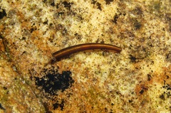 Athripsodes bergensis