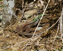 Ameiva ameiva