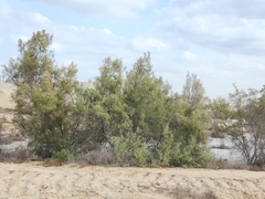 Tamarix aucheriana
