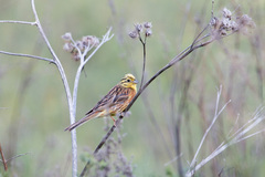 Emberiza citrinella × leucocephalos
