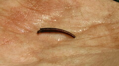 Athripsodes bergensis