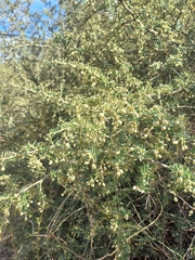 Atamisquea emarginata