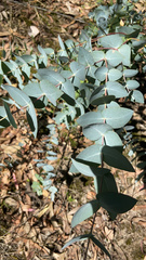 Eucalyptus cinerea