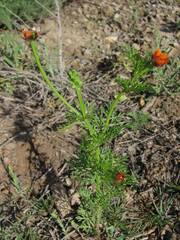 Adonis aestivalis parviflora