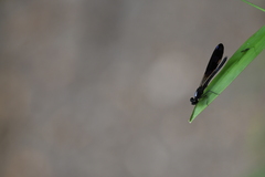 Aristocypha fenestrella