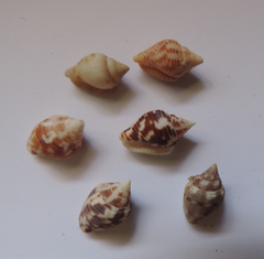 Columbella mercatoria