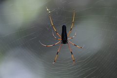 Nephila kuhli