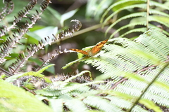 Vagrans sinha