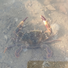 Charybdis hellerii