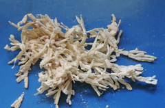 Amphiroa