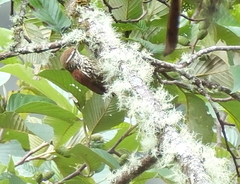 Margarornis squamiger