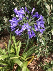Agapanthus praecox