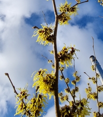 Hamamelis mollis