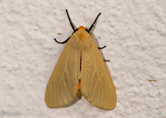 Pareuchaetes pseudoinsulata