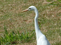 Ardea intermedia plumifera