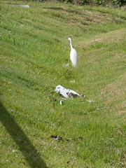 Ardea intermedia plumifera