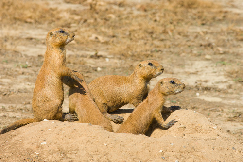Black-tailed Prairie Dog