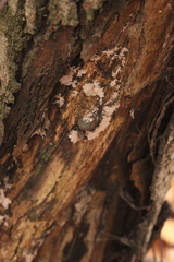 Corticium roseum