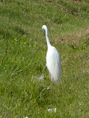 Ardea intermedia plumifera