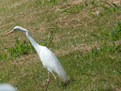 Ardea intermedia plumifera