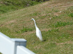 Ardea intermedia plumifera
