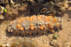 Stichopus