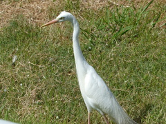 Ardea intermedia plumifera