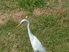 Ardea intermedia plumifera